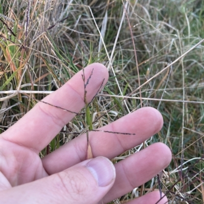 Digitaria diffusa