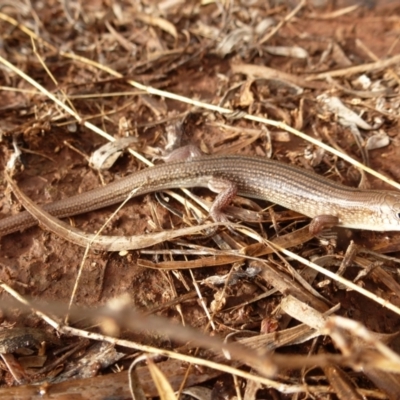 Ctenotus helenae