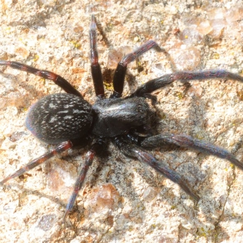 Badumna insignis