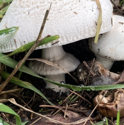 Agaricus 'xanthodermus group'