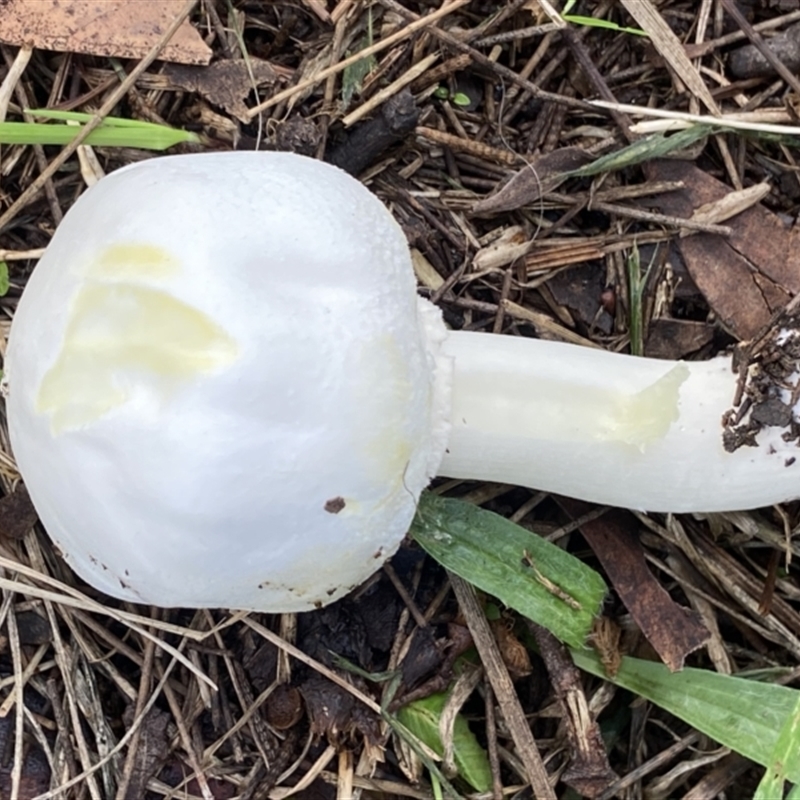 Agaricus 'xanthodermus group'