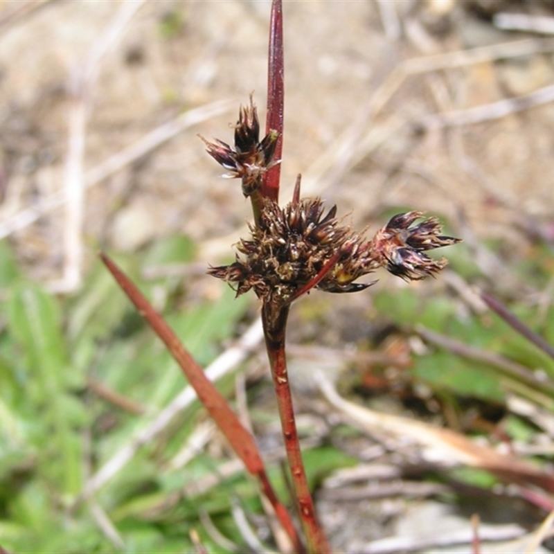 Luzula novae-cambriae