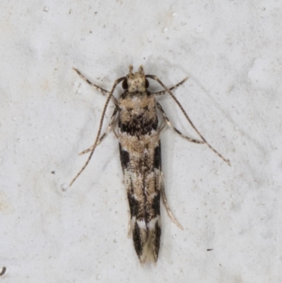 Limnaecia leptomeris