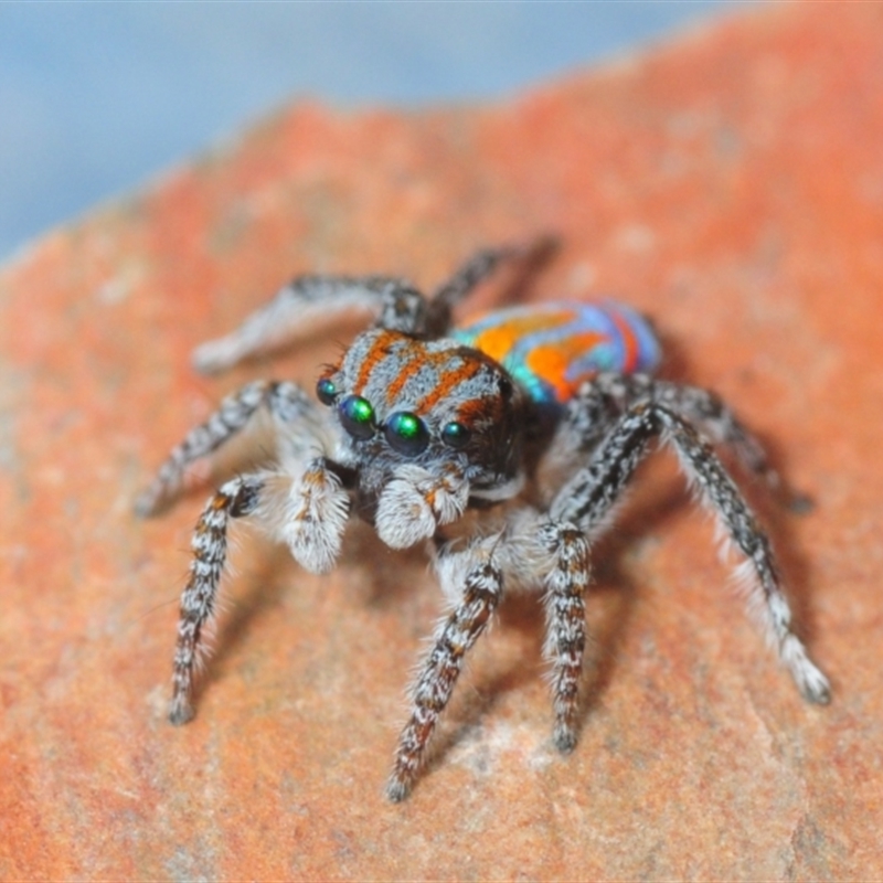 Maratus tasmanicus