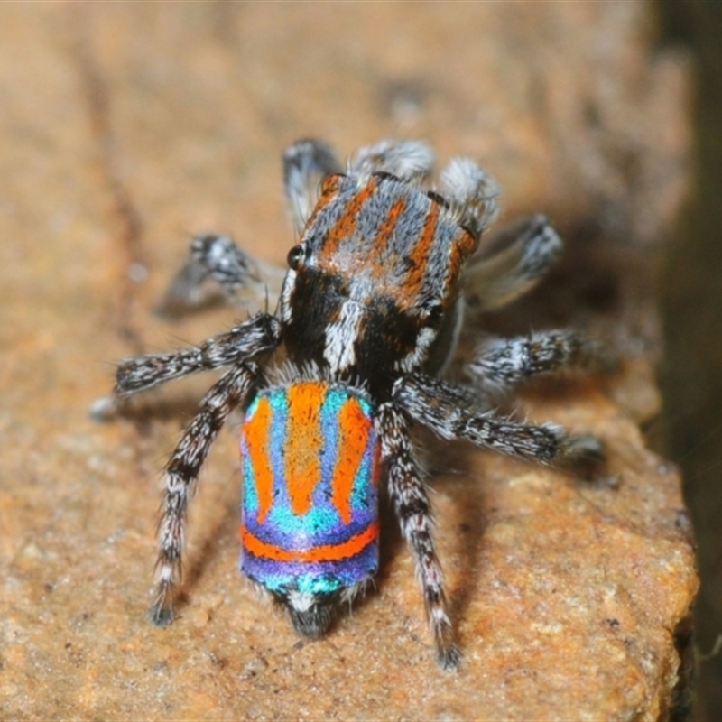 Maratus tasmanicus