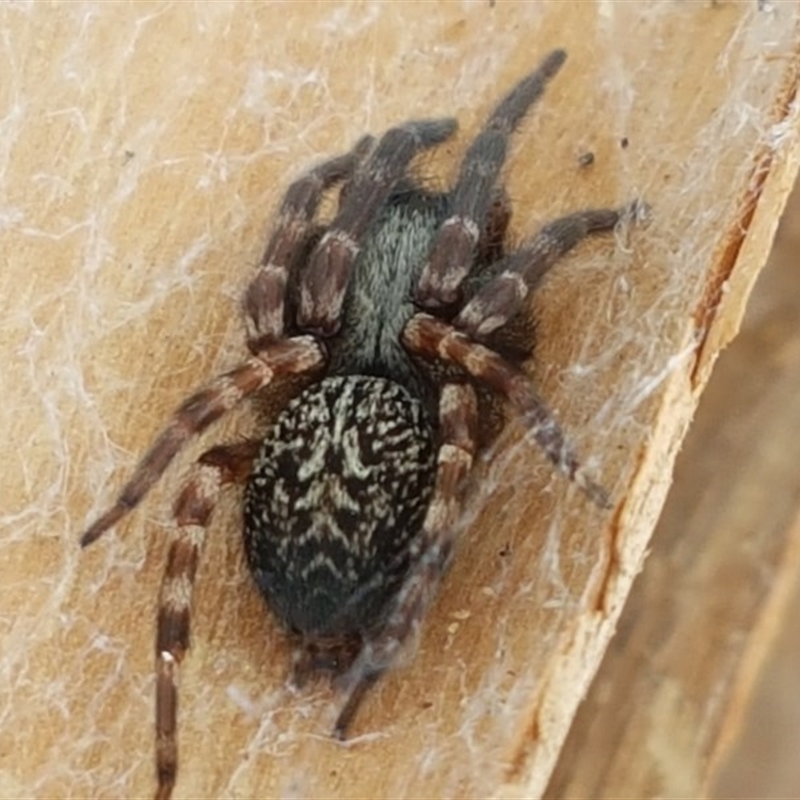 Badumna sp. (genus)