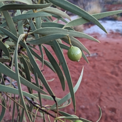 Santalum acuminatum