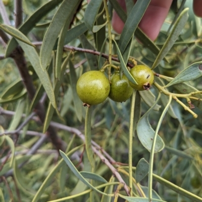 Santalum acuminatum