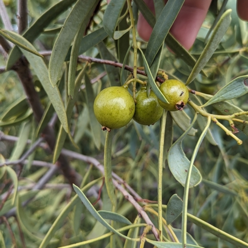 Santalum acuminatum