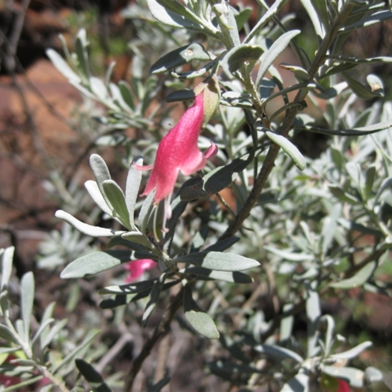 Eremophila latrobei