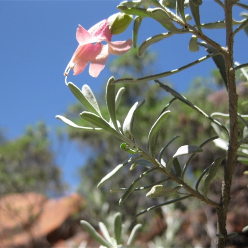 Eremophila latrobei