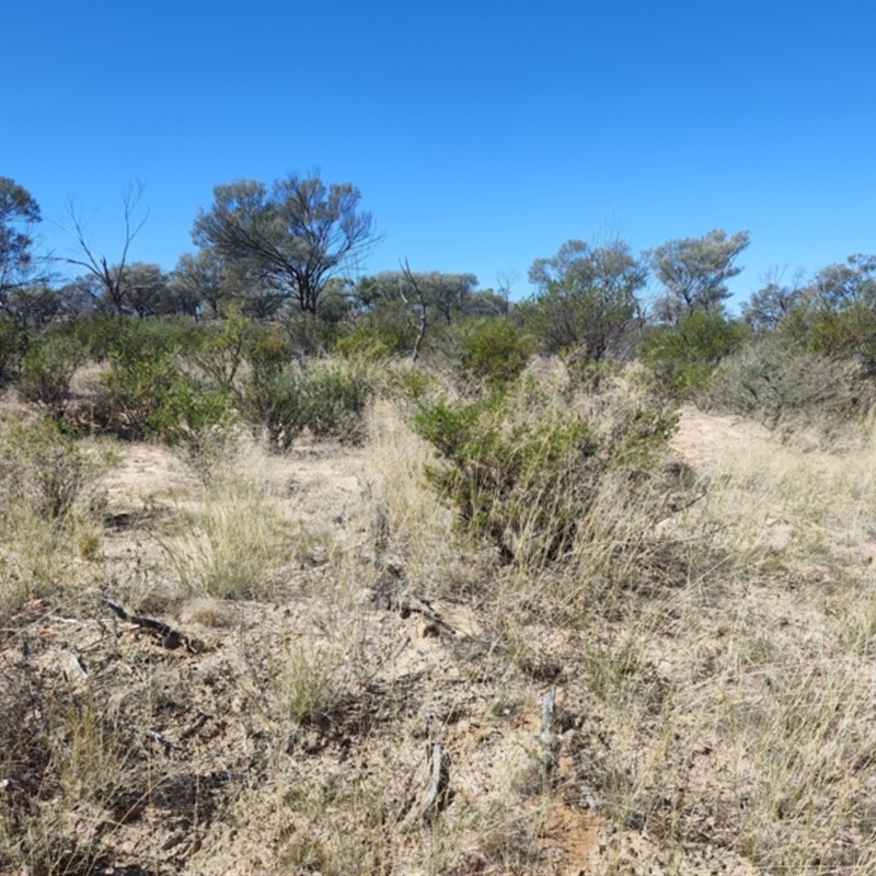 Eremophila latrobei