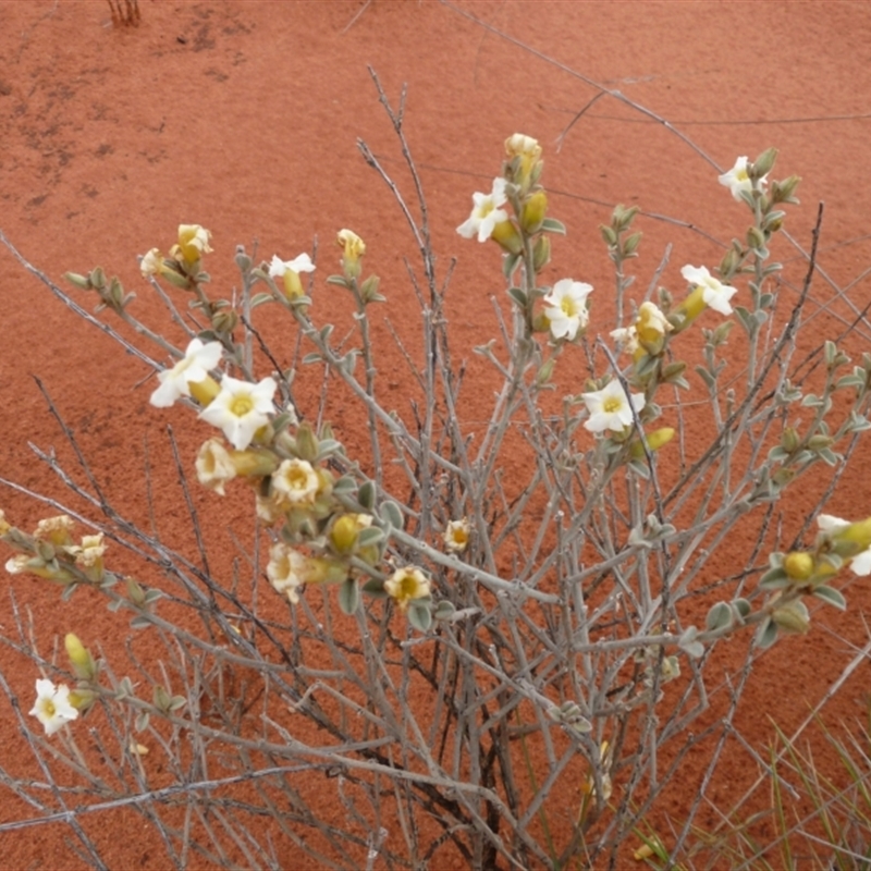 Bonamia rosea