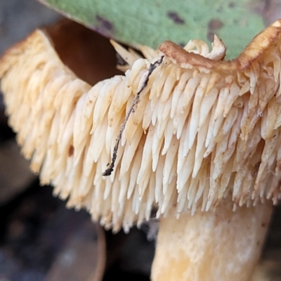 Hydnum 'repandum group'