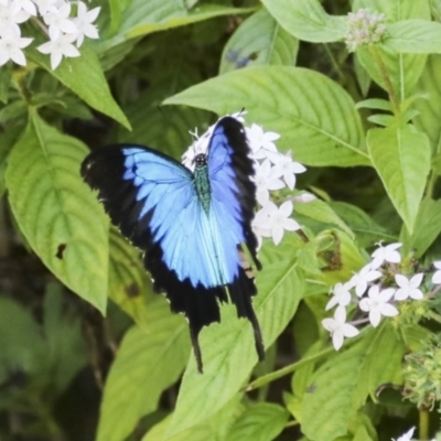 Papilio ulysses