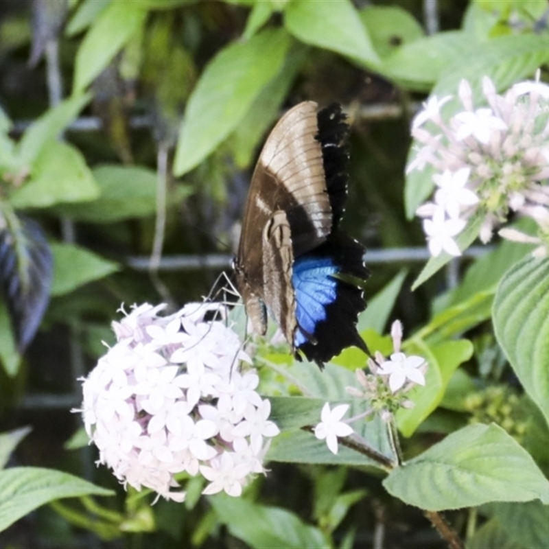 Papilio ulysses