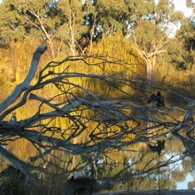 Phalacrocorax sp. (genus)