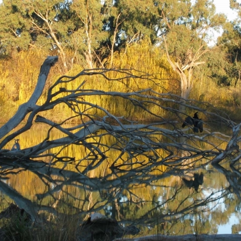 Phalacrocorax sp. (genus)