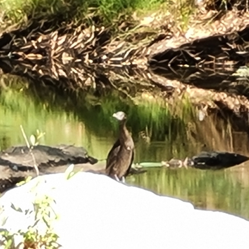 Phalacrocorax sp. (genus)