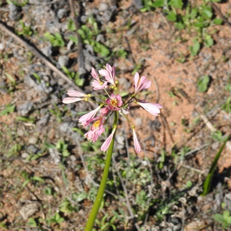 Calostemma purpureum