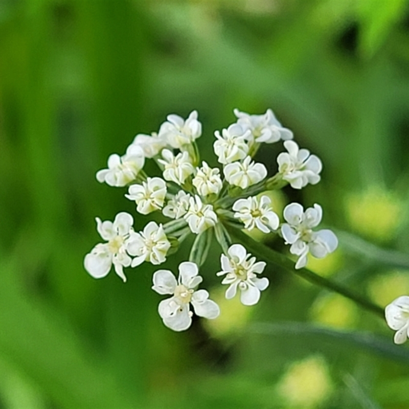 Ammi majus