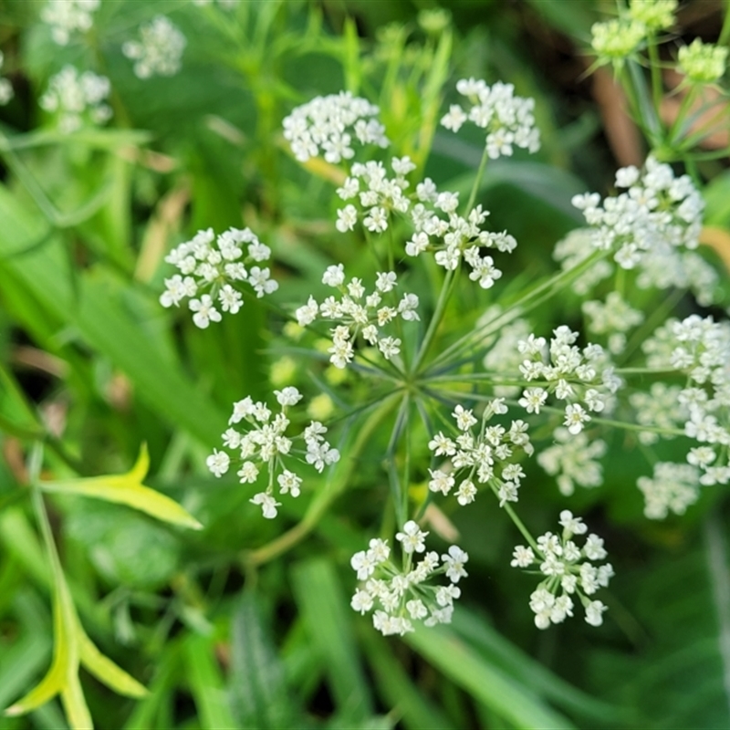 Ammi majus