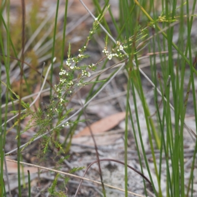 Baeckea frutescens