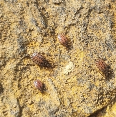 Opistoplatys australasiae