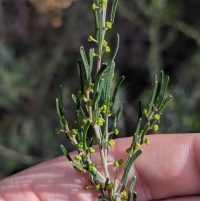 Acacia flexifolia