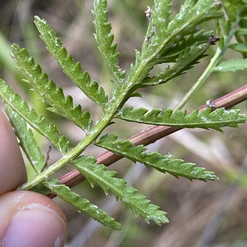 Tanacetum vulgare