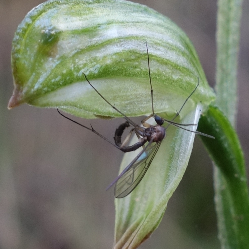 Mycomya sp. (genus)