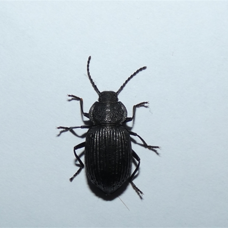 Adelium tenebroides