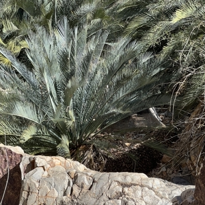 Macrozamia macdonnellii