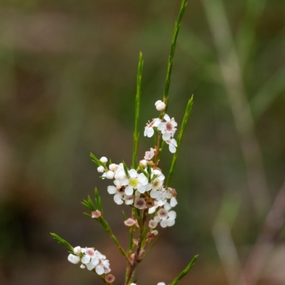 Baeckea linifolia