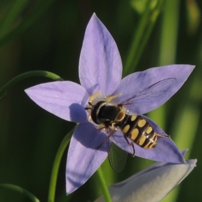 Ischiodon scutellaris