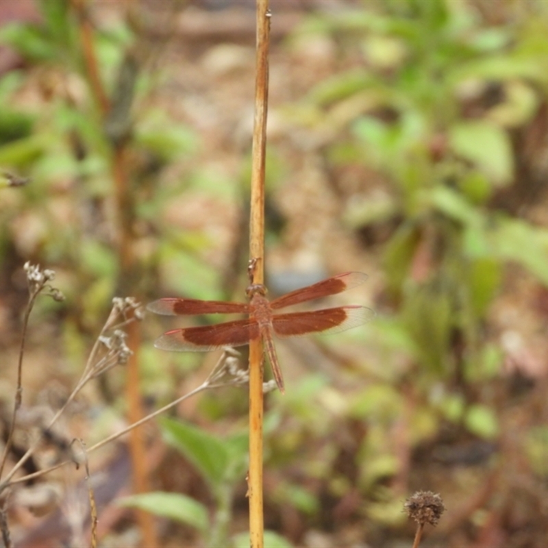 Neurothemis stigmatizans