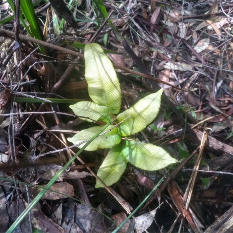 Blechnum sp.