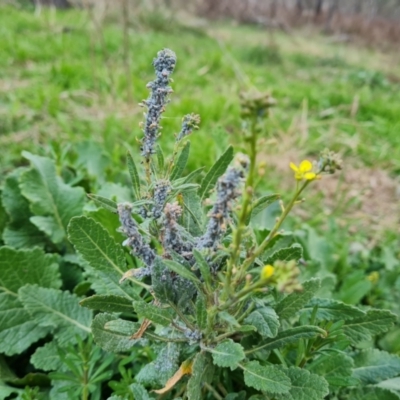 Brevicoryne brassicae