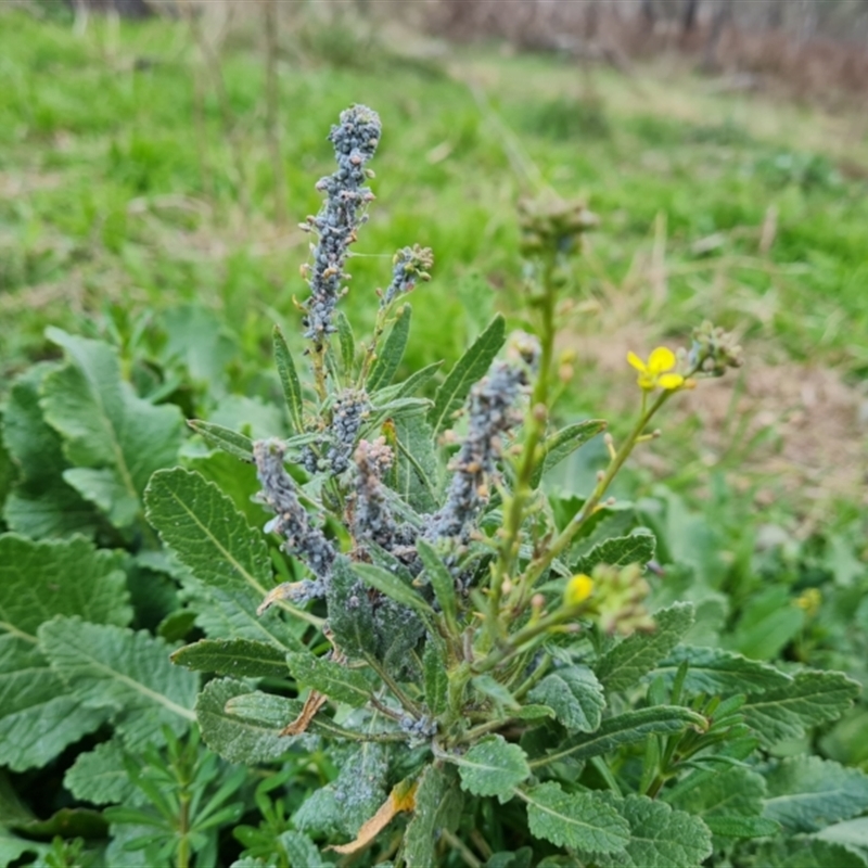 Brevicoryne brassicae