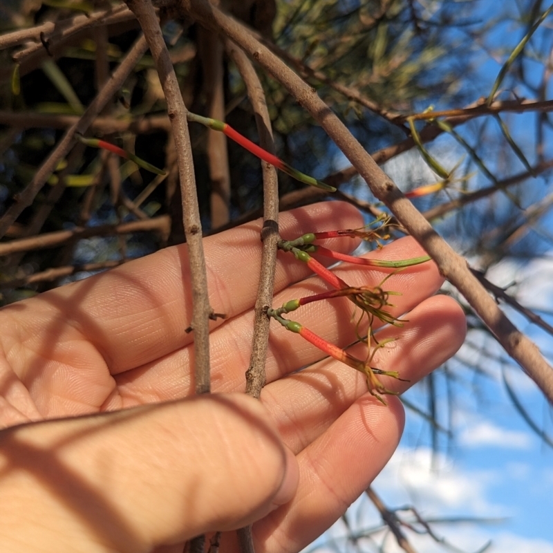 Lysiana exocarpi subsp. exocarpi