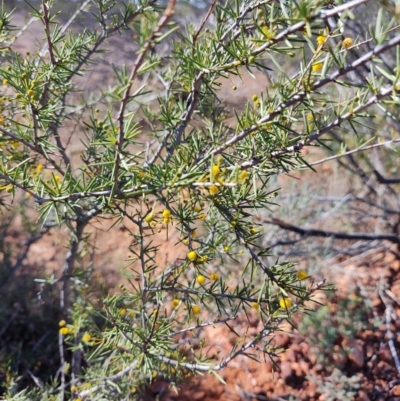 Acacia tetragonophylla