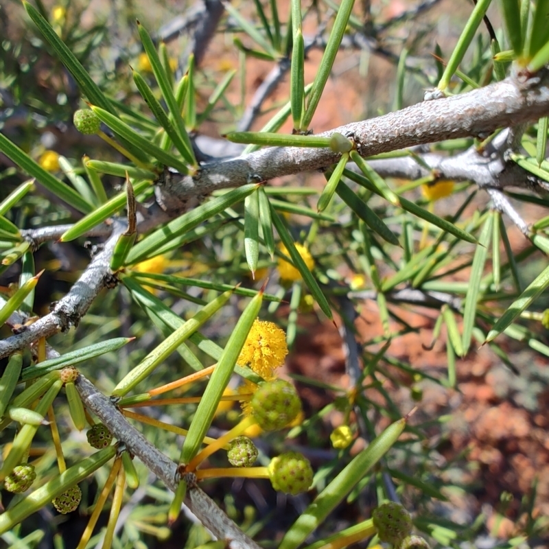 Acacia tetragonophylla