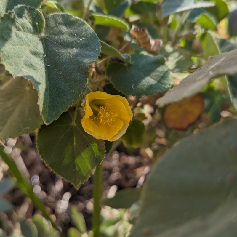 Abutilon leucopetalum