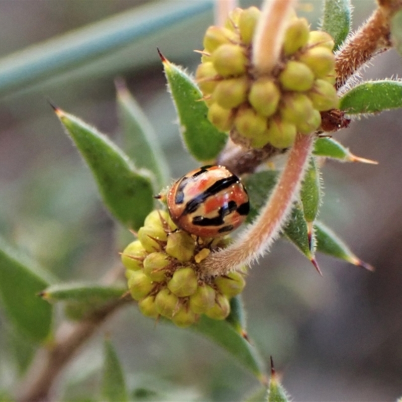 Peltoschema trilineata