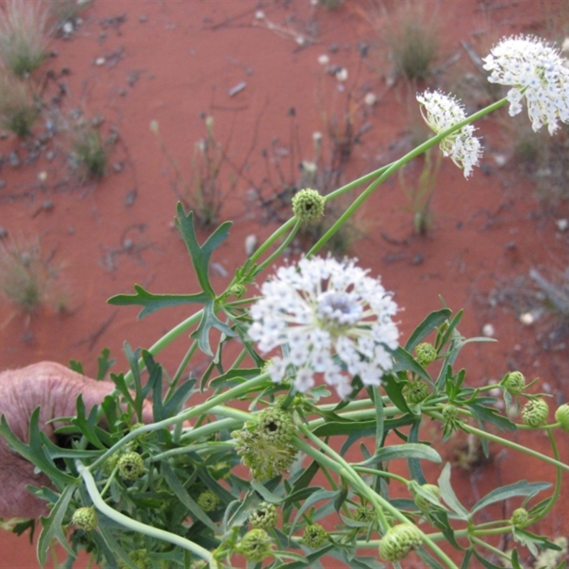 Trachymene glaucifolia