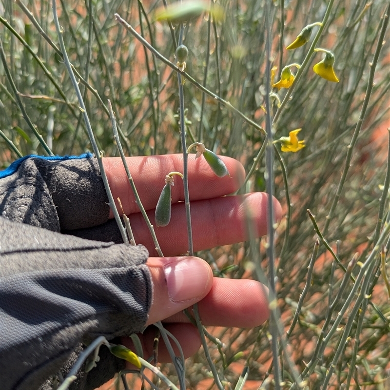 Crotalaria eremaea subsp. eremaea