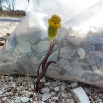 Senecio gregorii