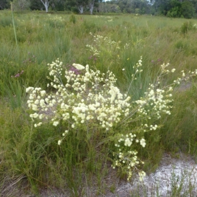 Melaleuca nodosa