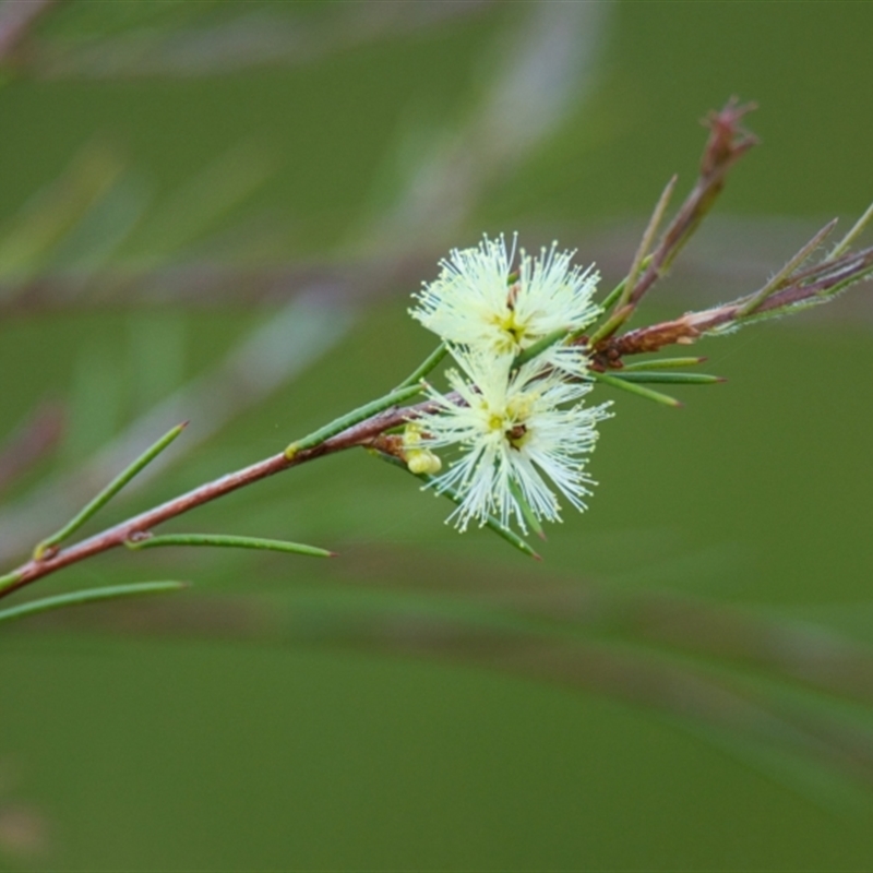 Melaleuca nodosa