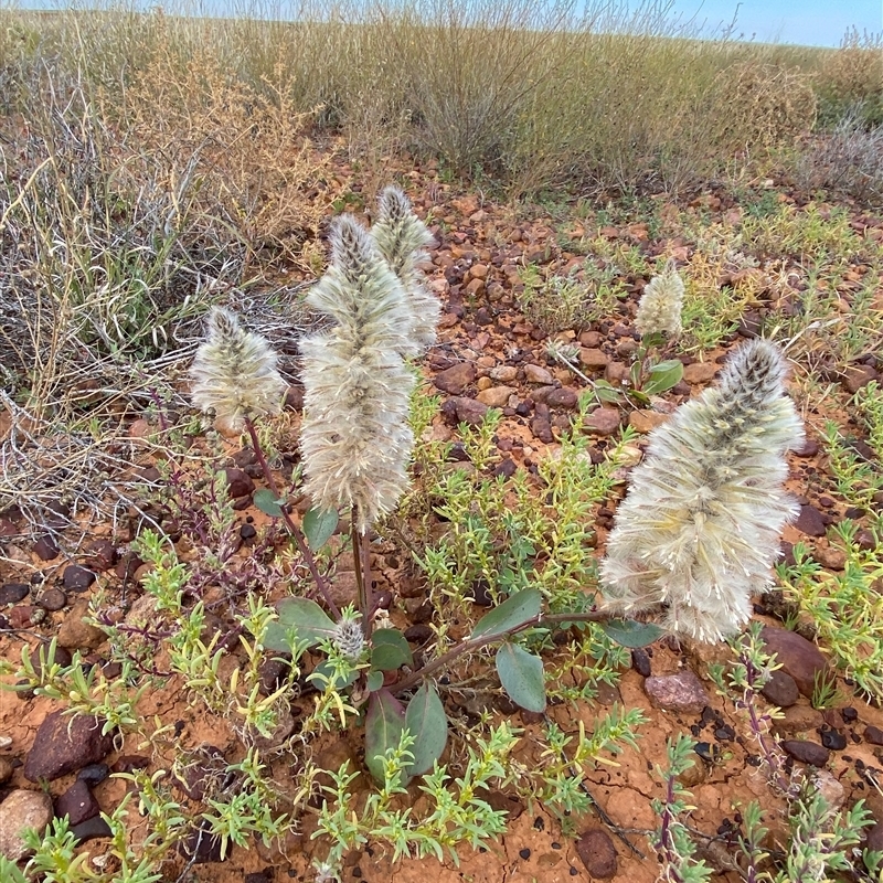 Ptilotus nobilis